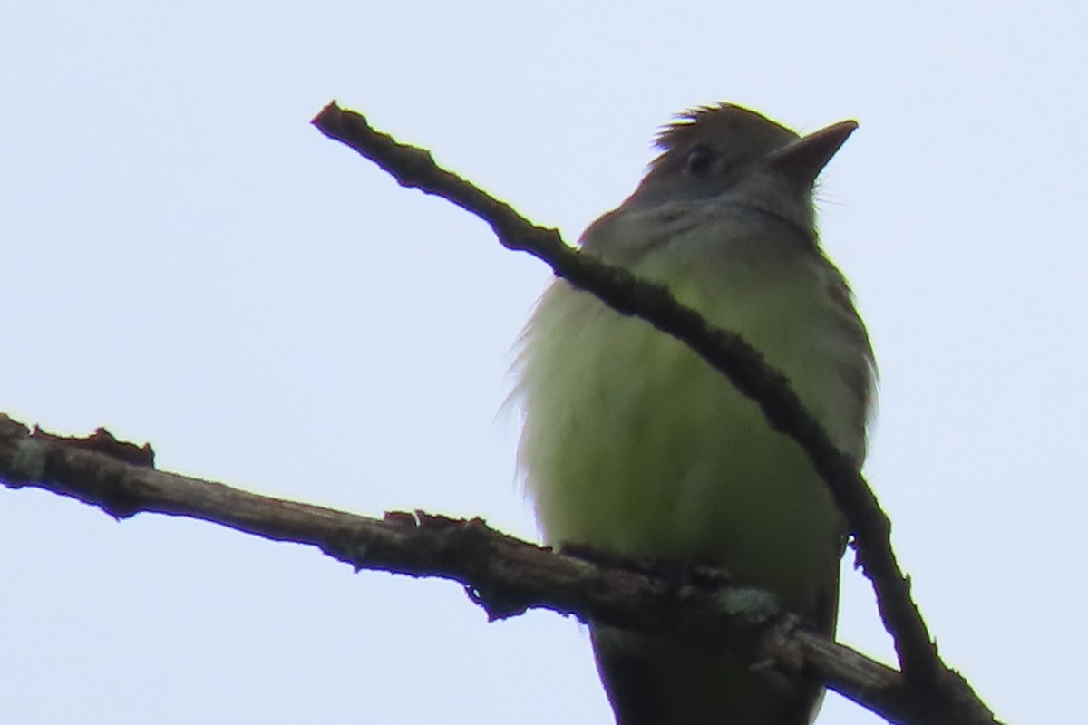 Great Crested Flycatcher - ML620145657