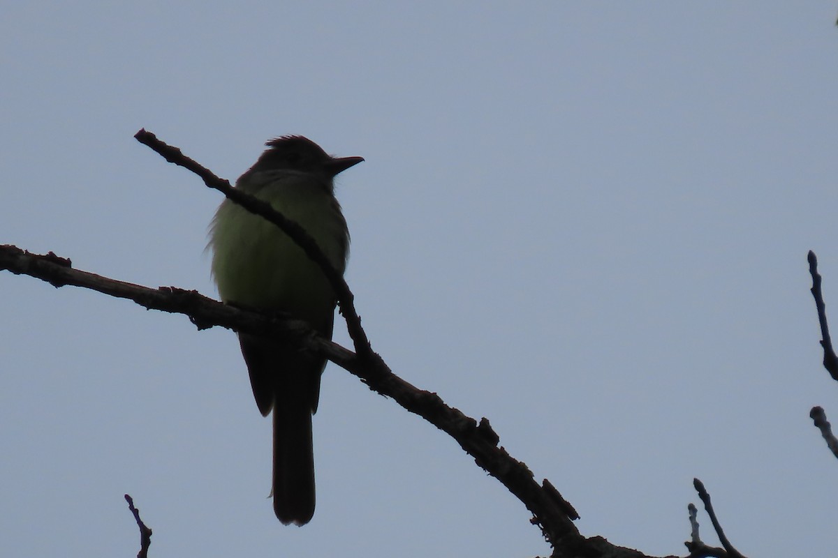 Great Crested Flycatcher - ML620145658