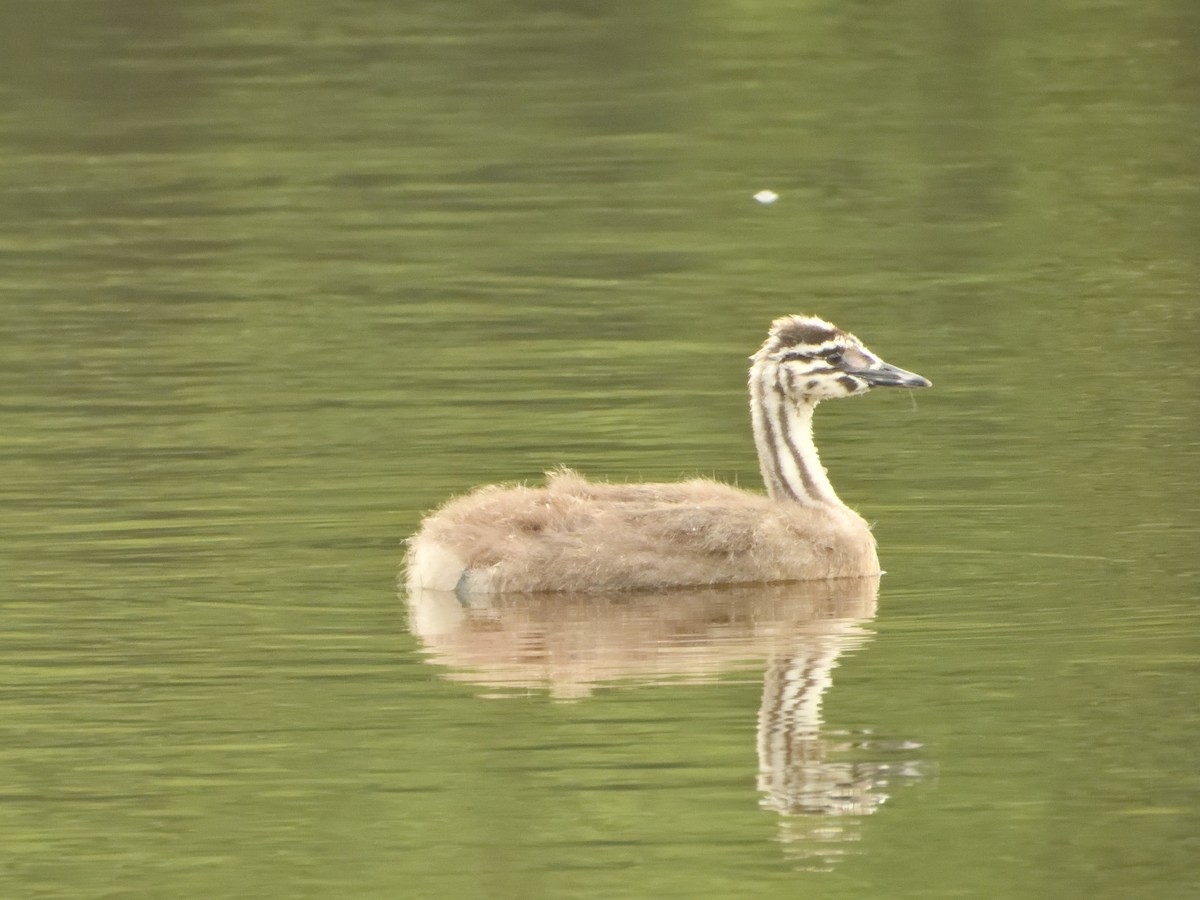 Great Crested Grebe - ML620145672