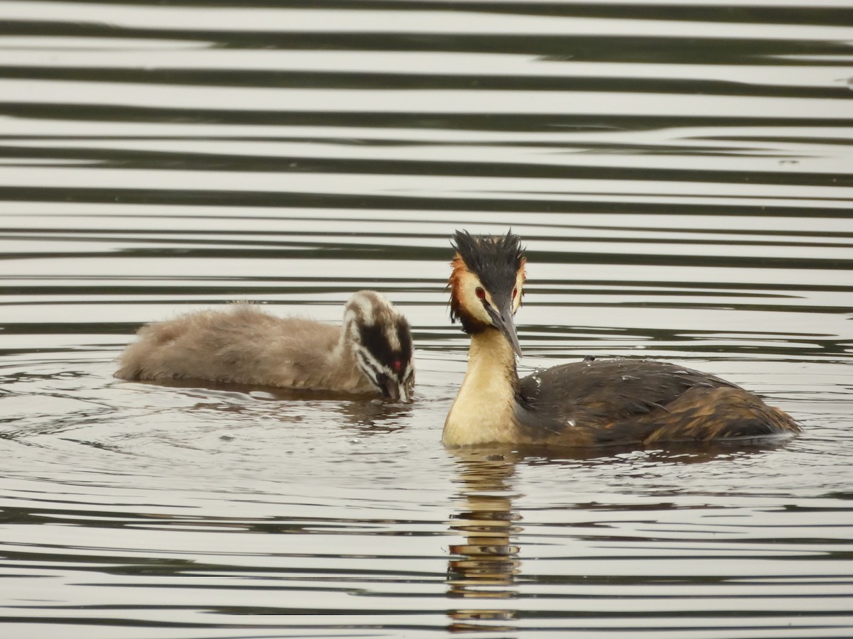 Great Crested Grebe - ML620145673