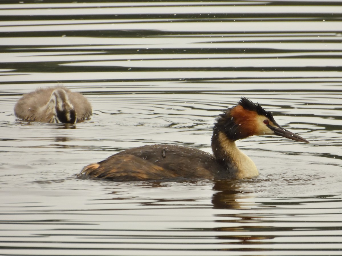 Great Crested Grebe - ML620145674