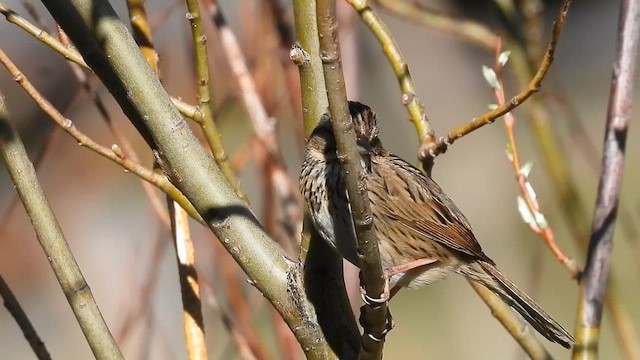 Lincoln's Sparrow - ML620145677