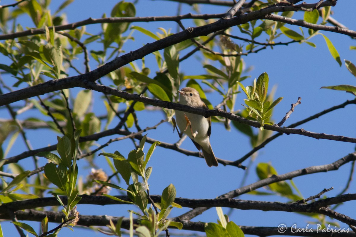 Mosquitero Papialbo - ML620145681