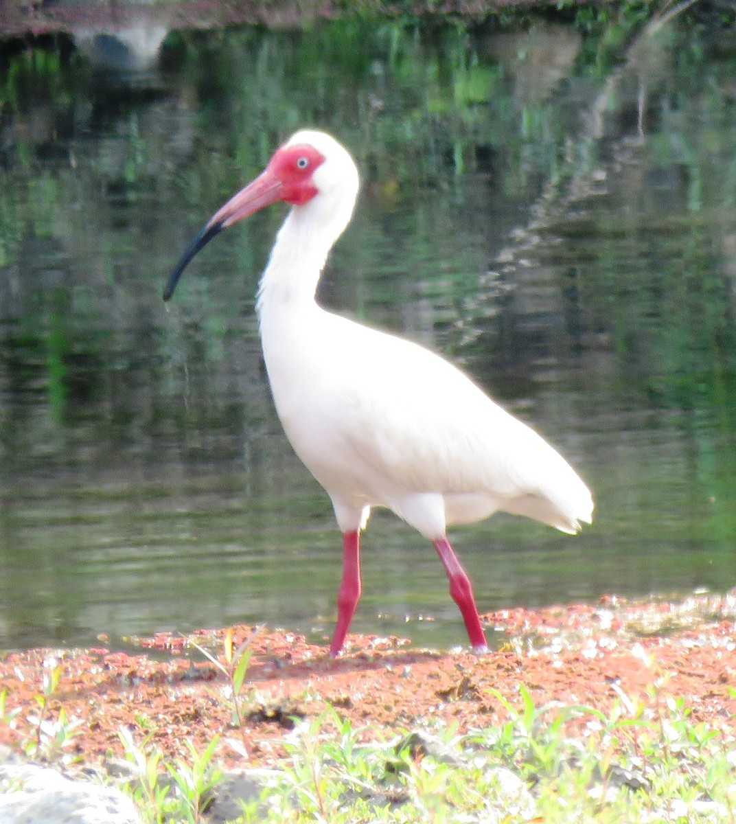 ibis bílý - ML620145686