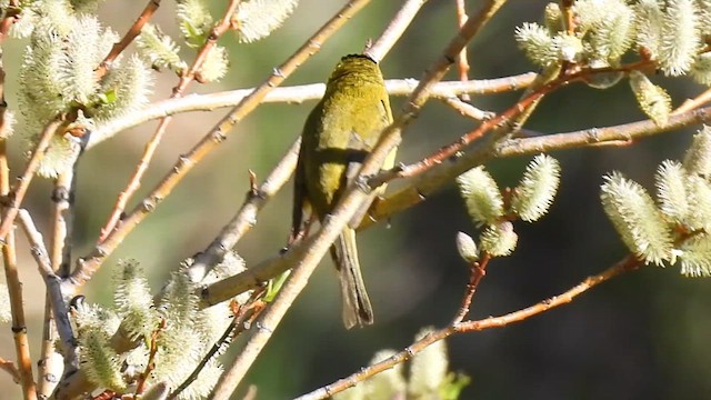 Wilson's Warbler - ML620145687