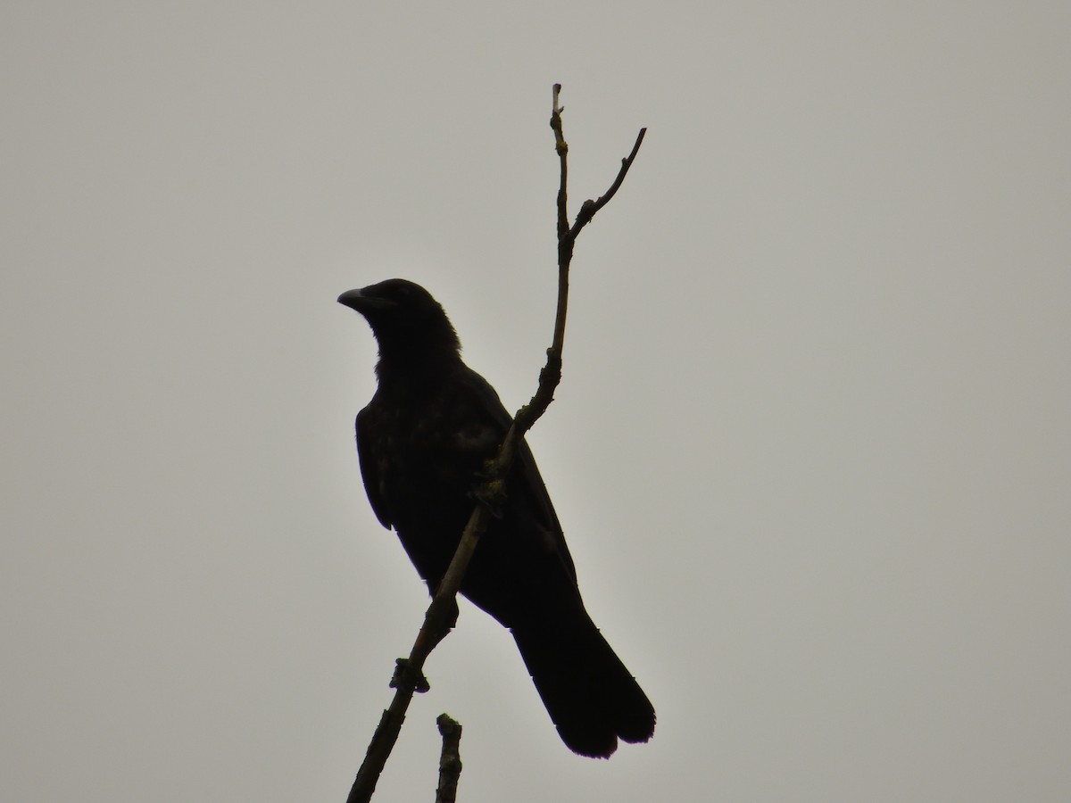 Carrion Crow - ML620145688