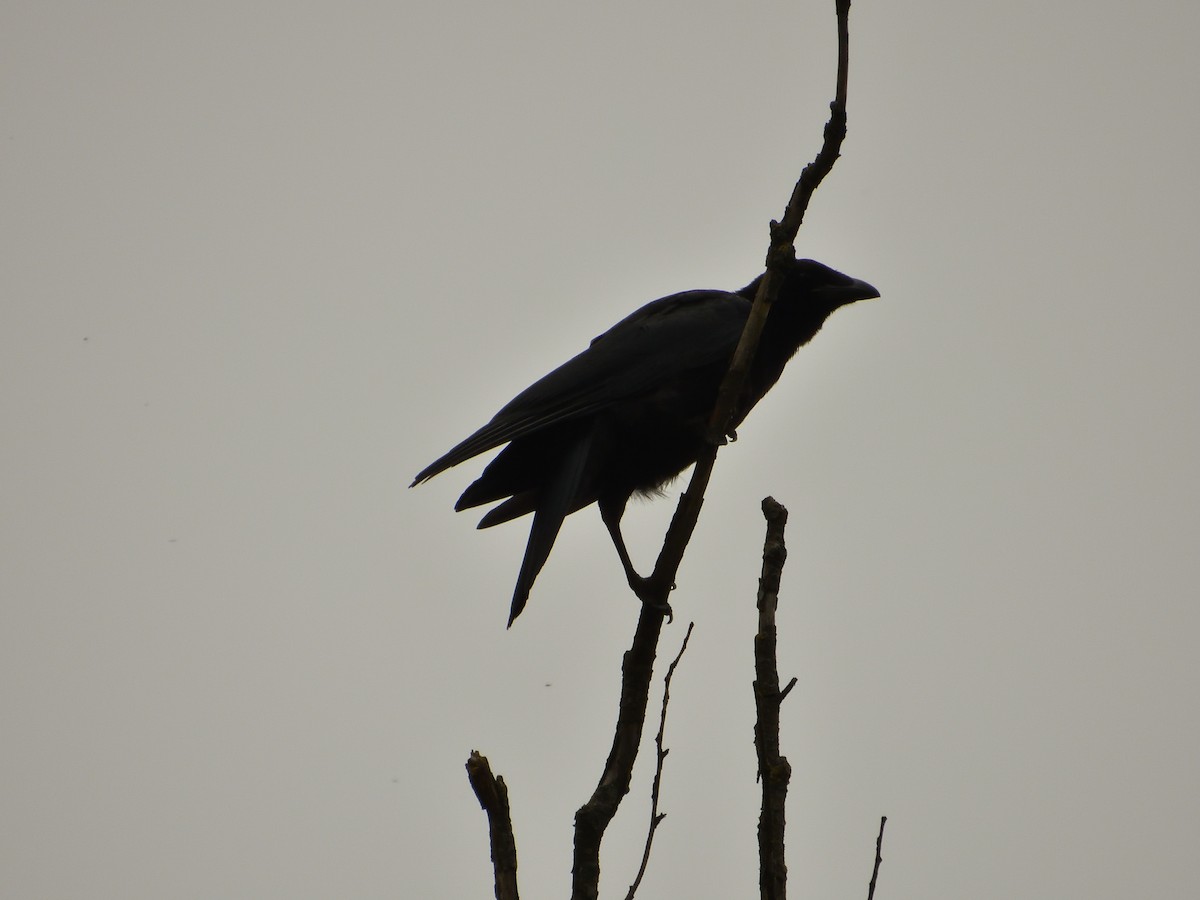 Carrion Crow - ML620145689