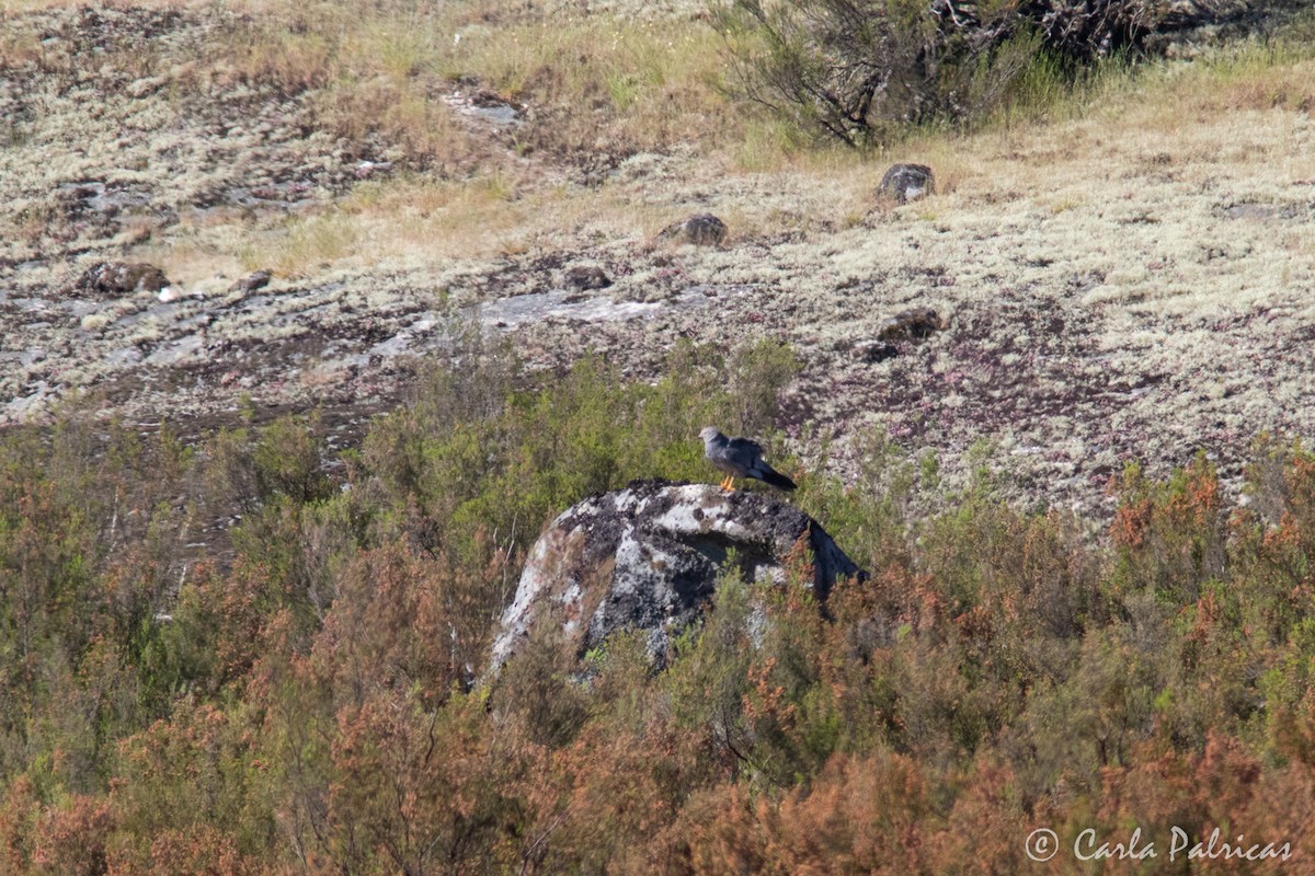 Aguilucho Cenizo - ML620145702