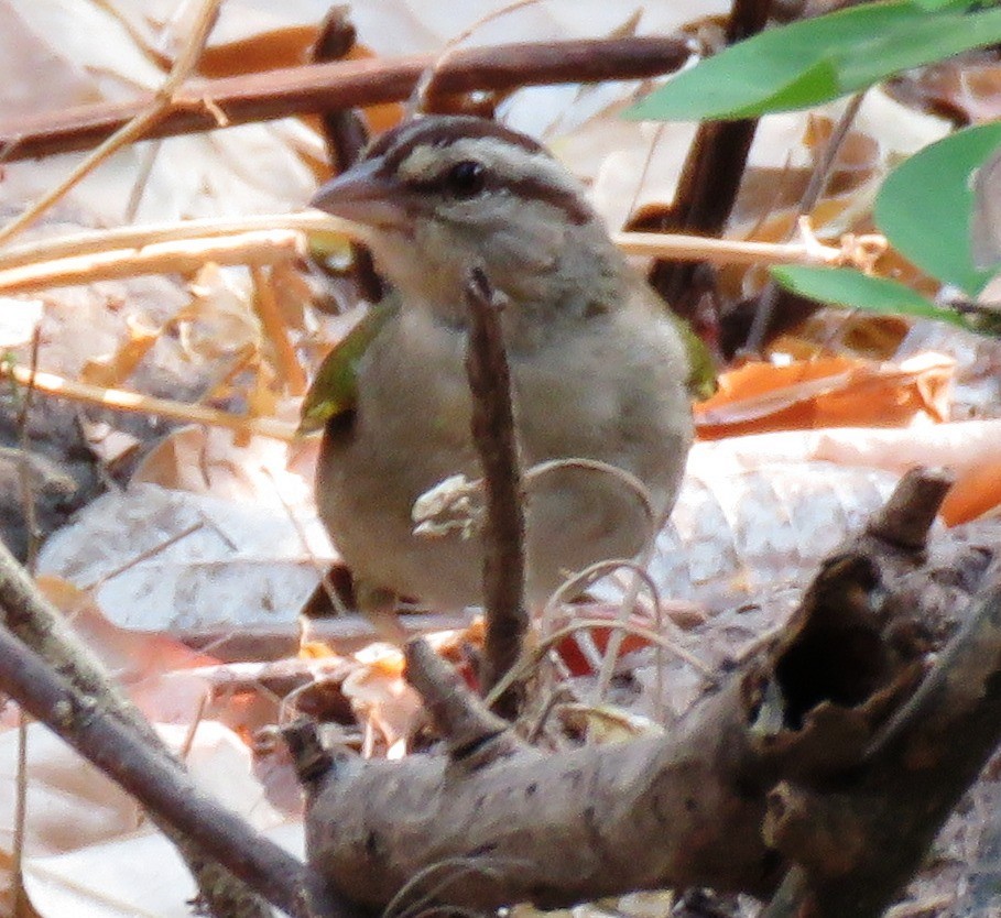 Olive Sparrow - ML620145706