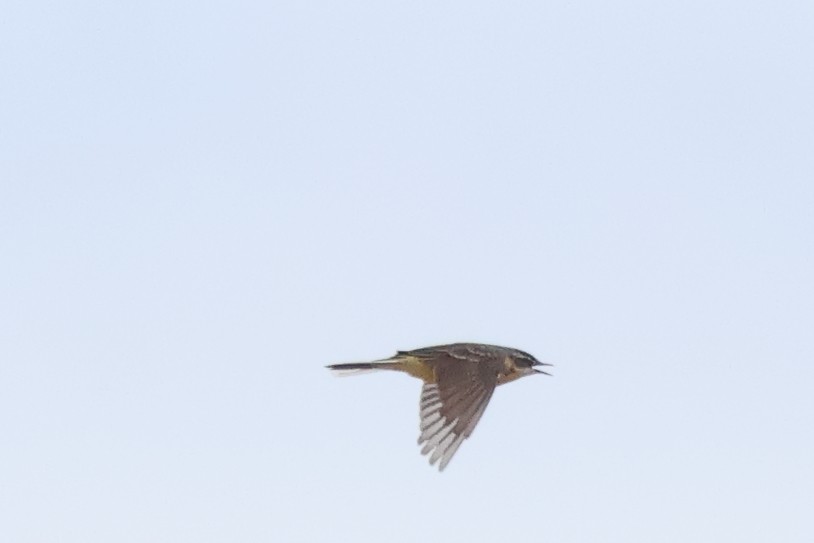 Eastern Yellow Wagtail - ML620145709