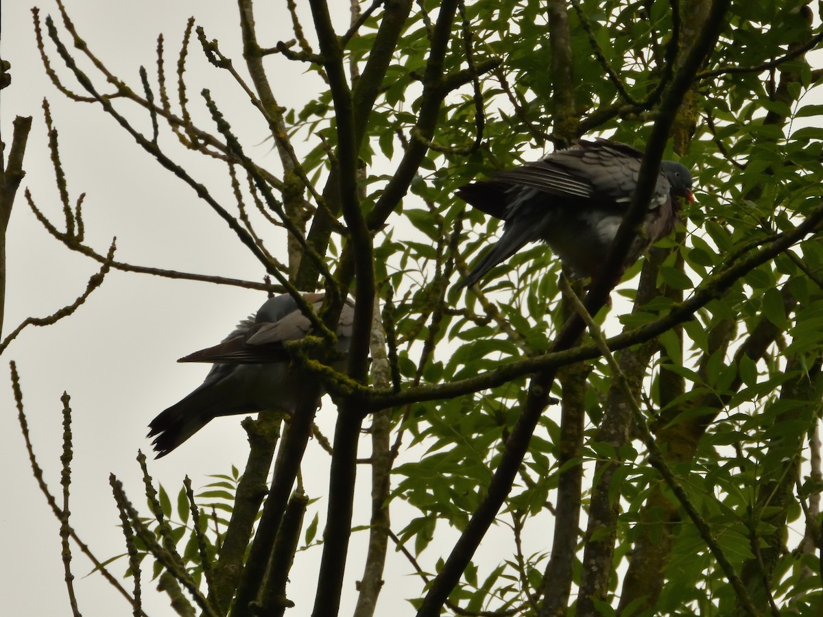 Common Wood-Pigeon - ML620145714