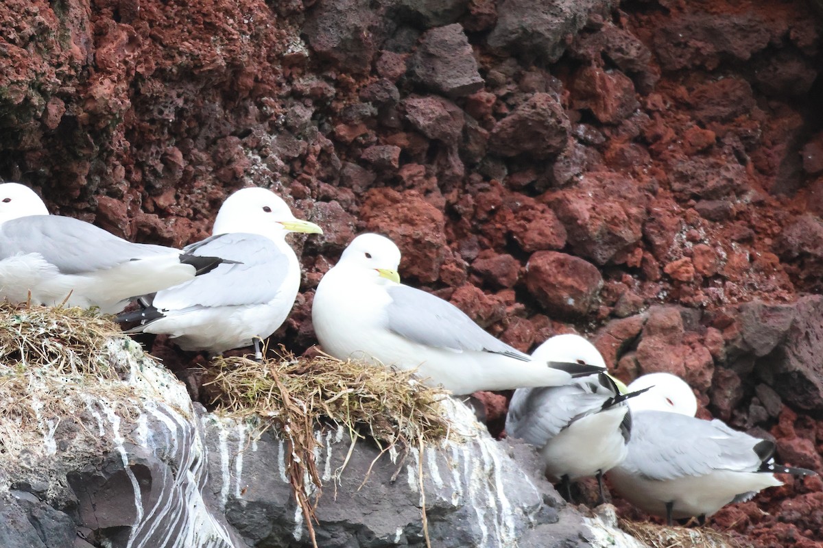 Black-legged Kittiwake - ML620145724