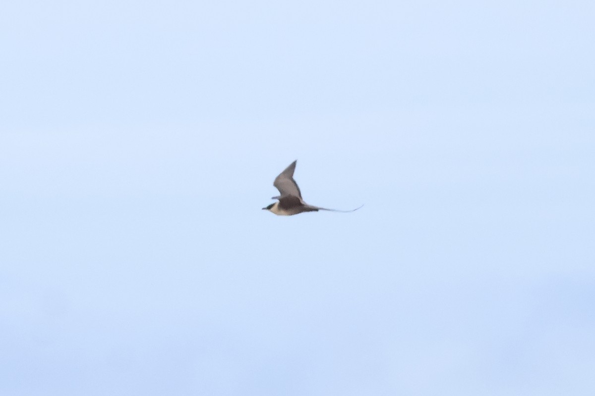 Long-tailed Jaeger - ML620145741