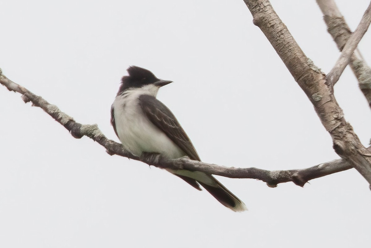 Eastern Kingbird - ML620145752