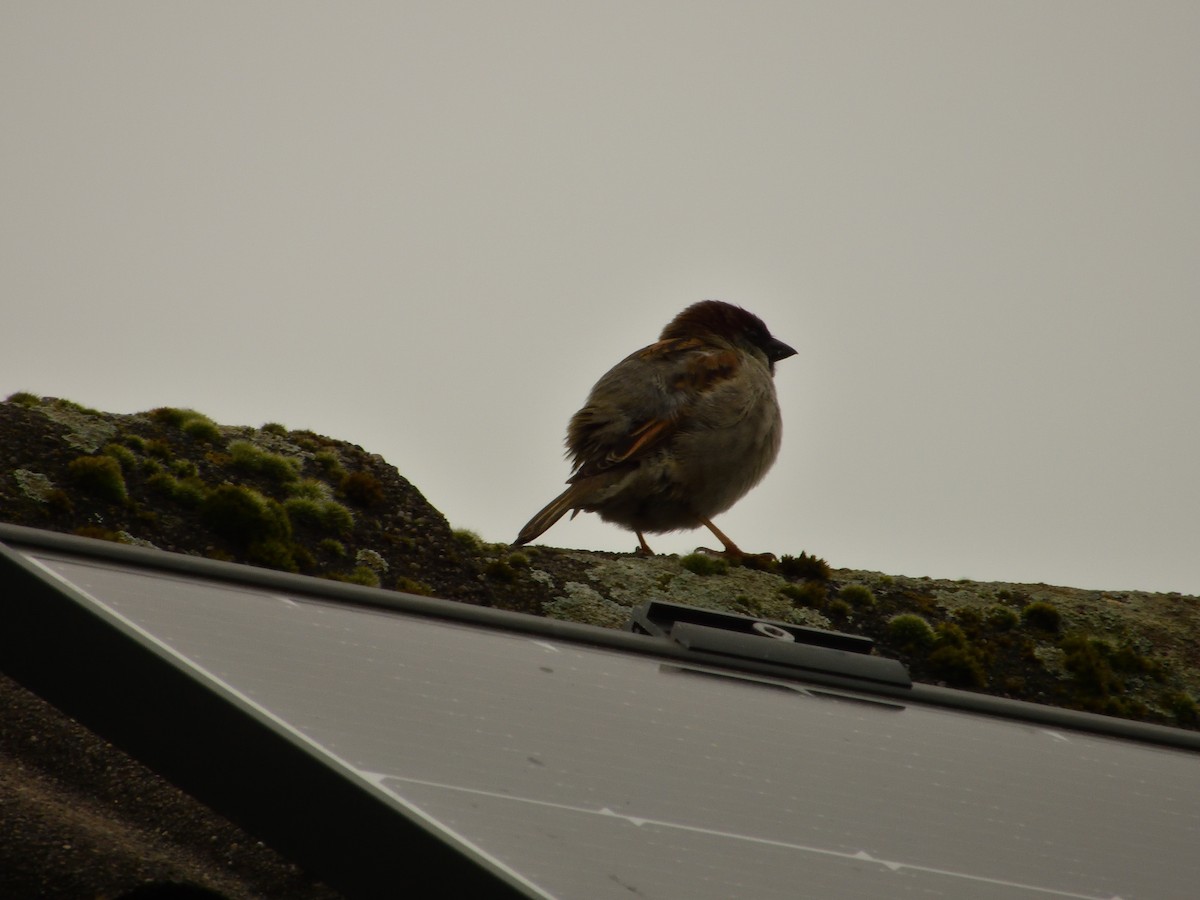 House Sparrow - ML620145821