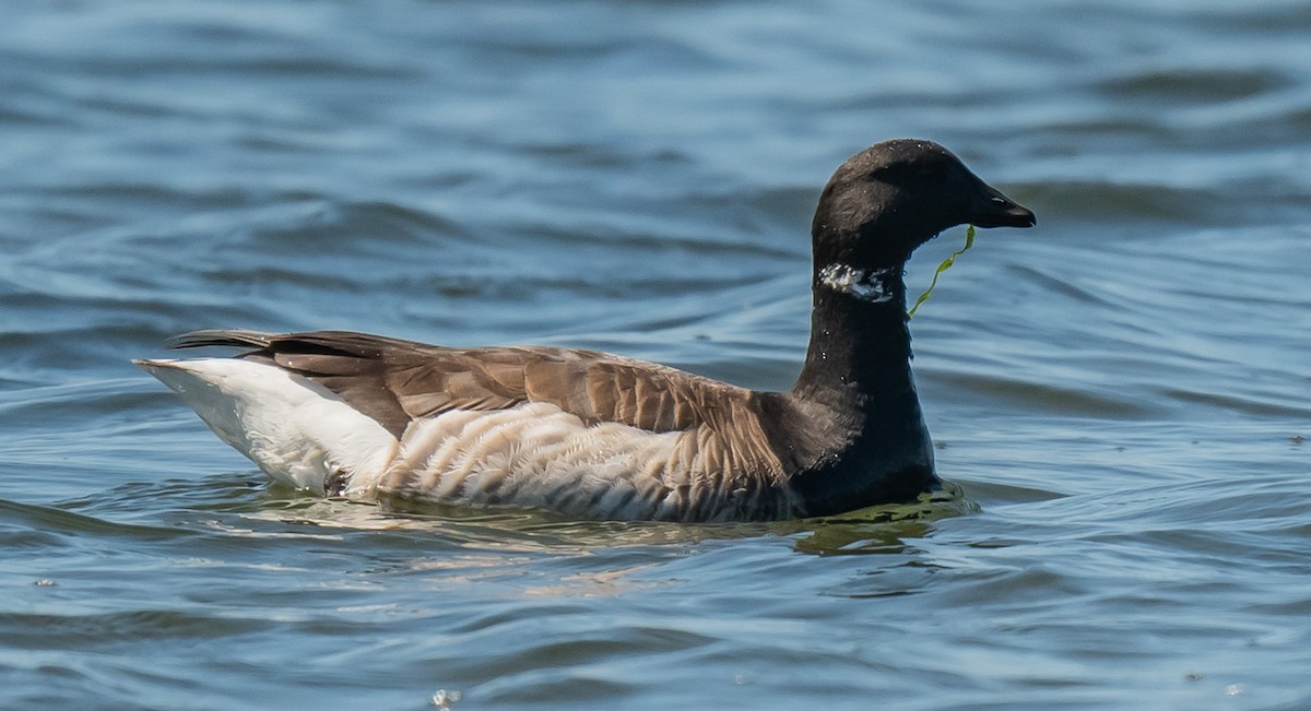 Brant - ML620145824