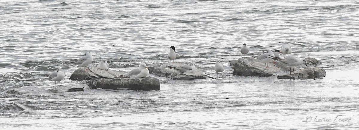 Black-headed Gull - ML620145833