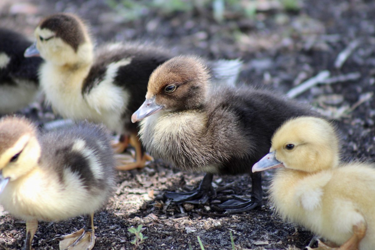 Muscovy Duck (Domestic type) - ML620145837