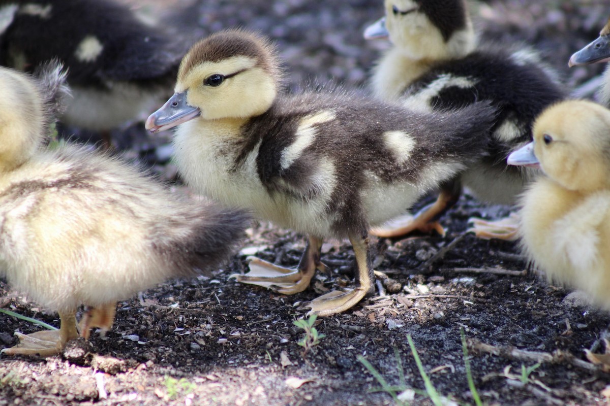 Muscovy Duck (Domestic type) - ML620145838