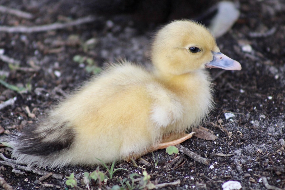 Muscovy Duck (Domestic type) - ML620145839