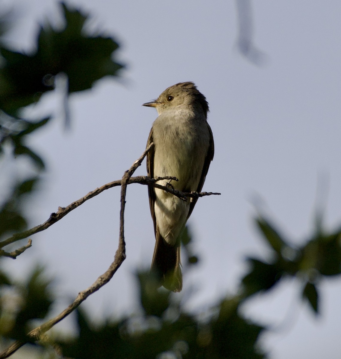 Western Wood-Pewee - ML620145849