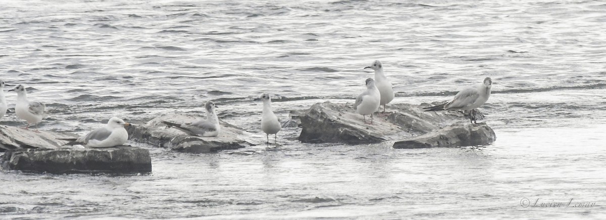 Mouette rieuse - ML620145850