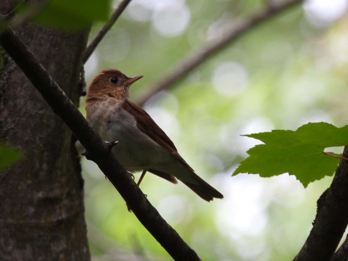 Veery - ML620145854