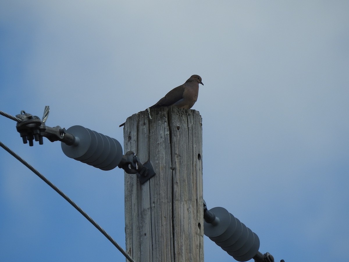 Mourning Dove - ML620145856