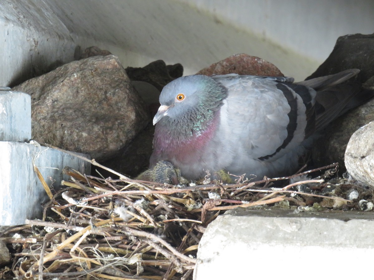 Rock Pigeon (Feral Pigeon) - ML620145857