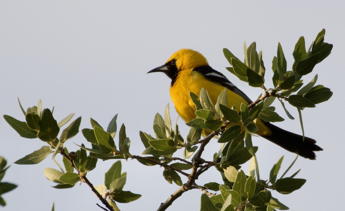 Hooded Oriole (nelsoni Group) - ML620145862