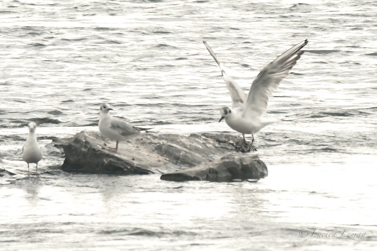 Mouette rieuse - ML620145869