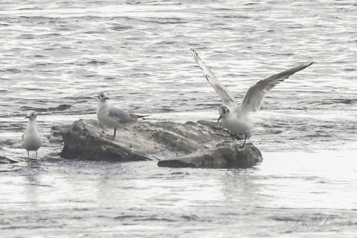 Black-headed Gull - ML620145872