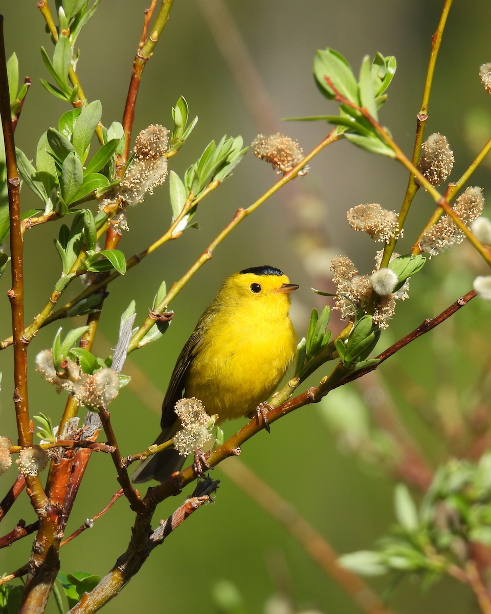 Wilson's Warbler - ML620145873