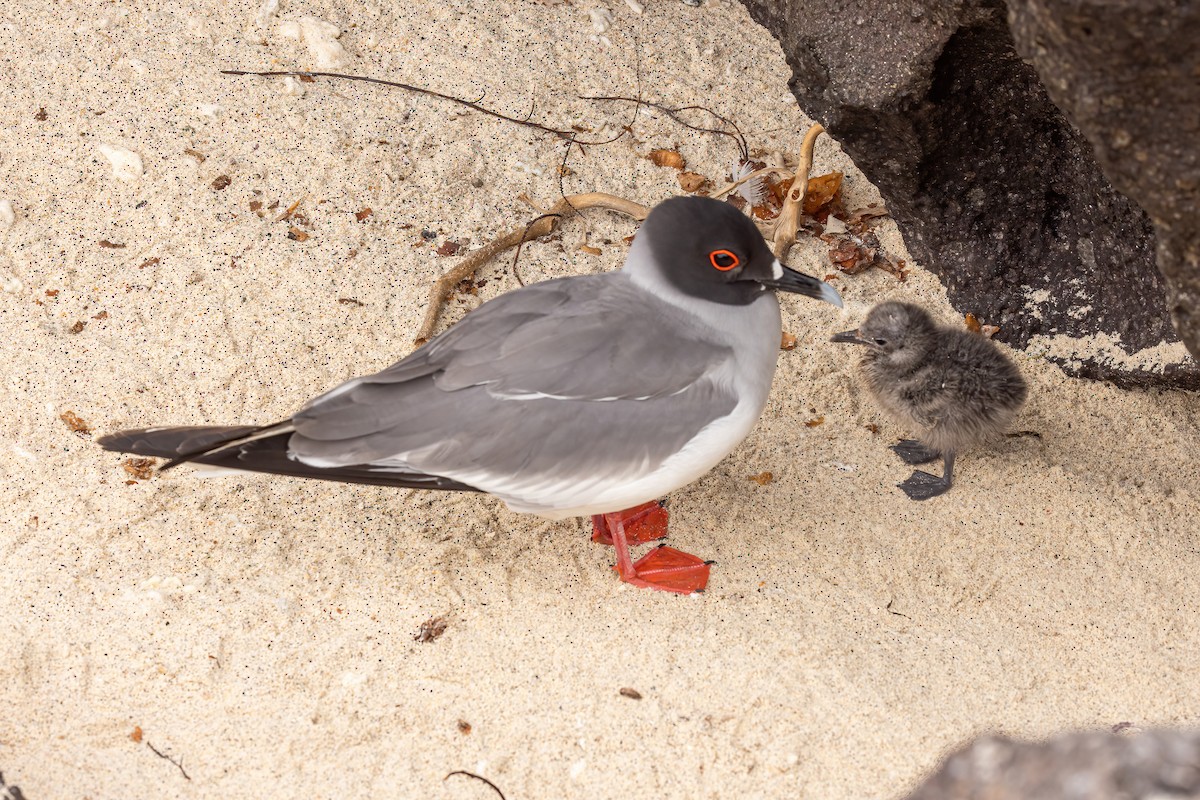 Swallow-tailed Gull - ML620145891