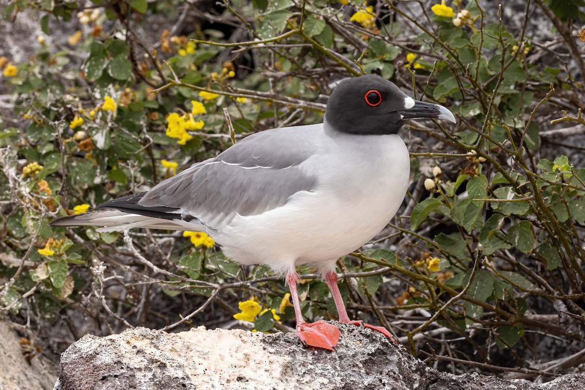 Swallow-tailed Gull - ML620145894