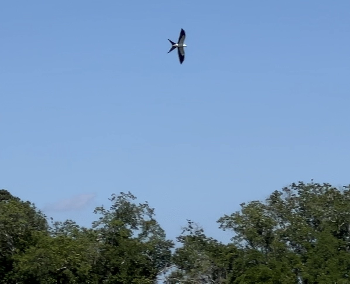 Swallow-tailed Kite - ML620145897