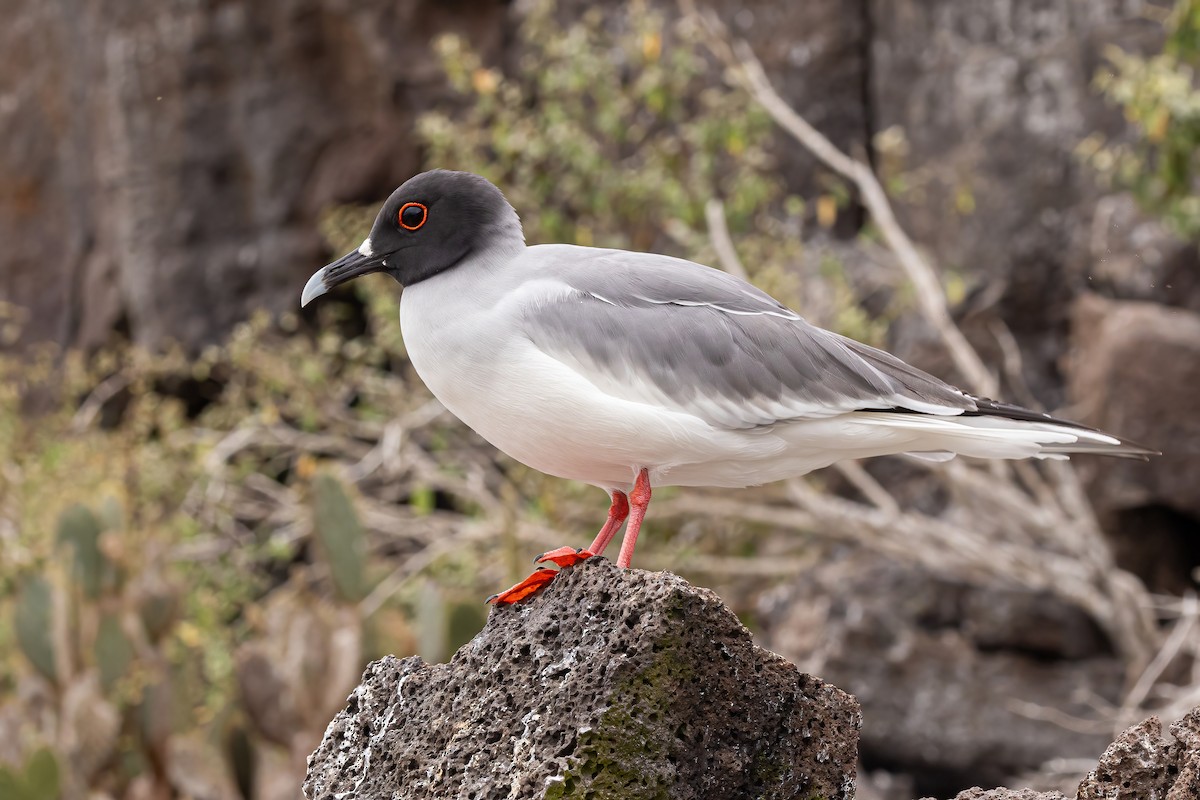 Swallow-tailed Gull - ML620145898