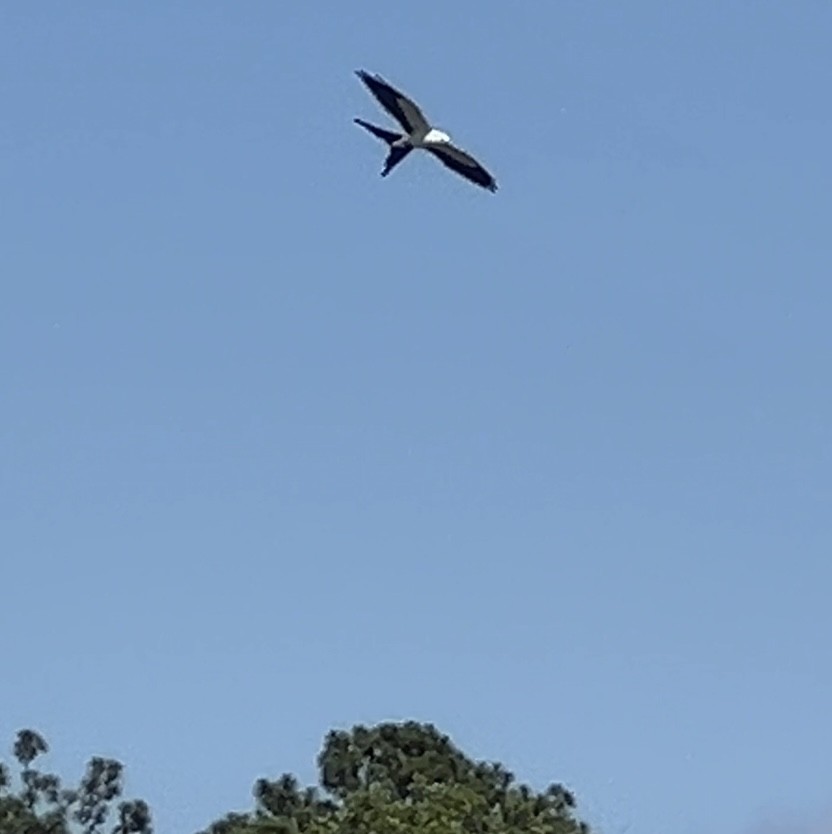 Swallow-tailed Kite - ML620145899