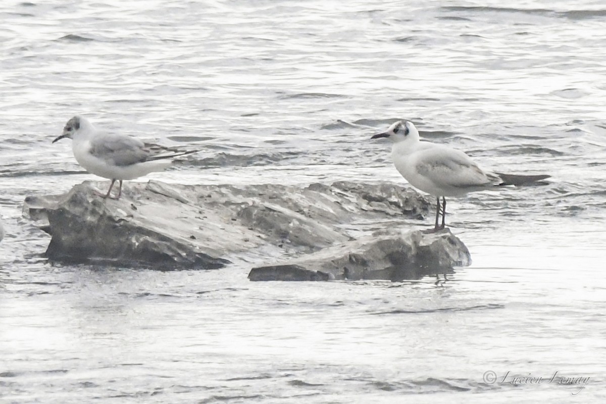 Black-headed Gull - ML620145902