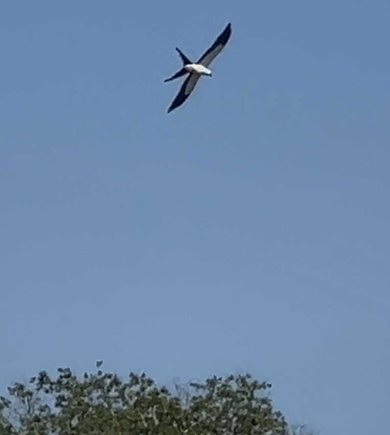 Swallow-tailed Kite - ML620145905