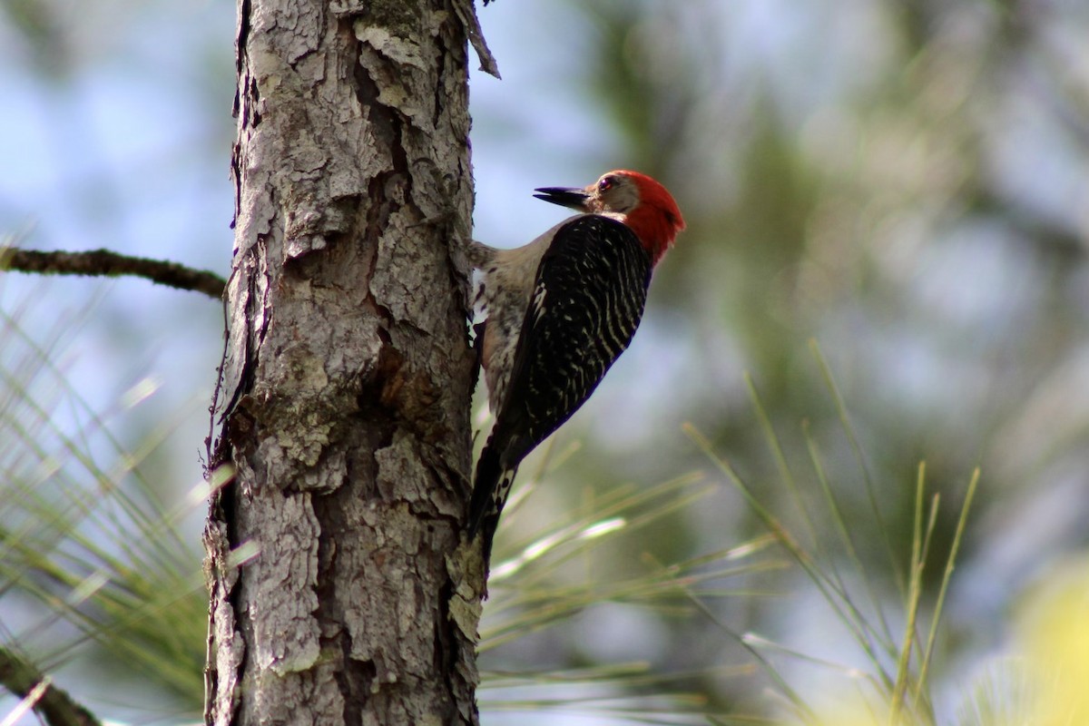 Red-bellied Woodpecker - ML620145910
