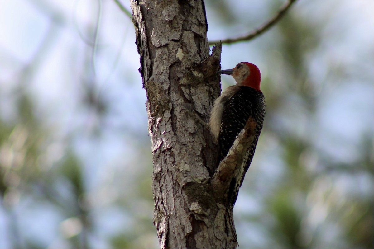 Red-bellied Woodpecker - ML620145911