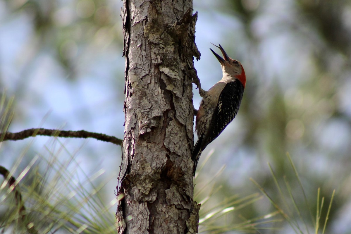 Red-bellied Woodpecker - ML620145912
