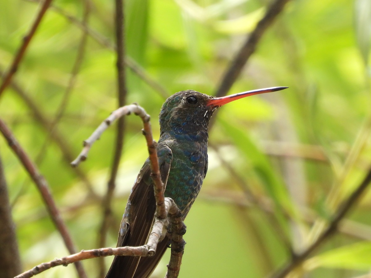 kolibřík širokozobý - ML620145913