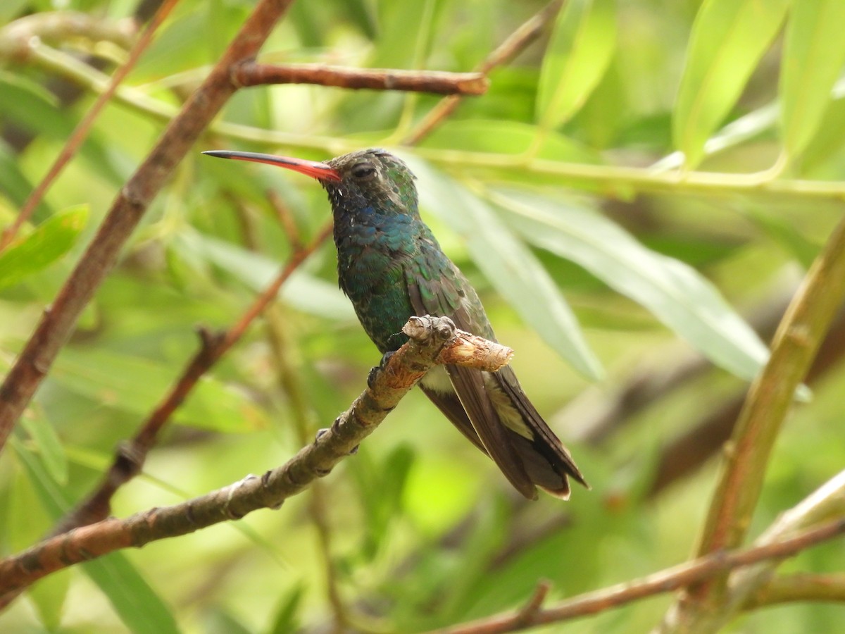 Colibrí Piquiancho Común - ML620145914