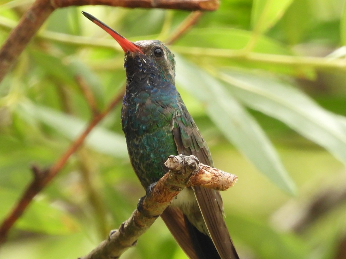 kolibřík širokozobý - ML620145915