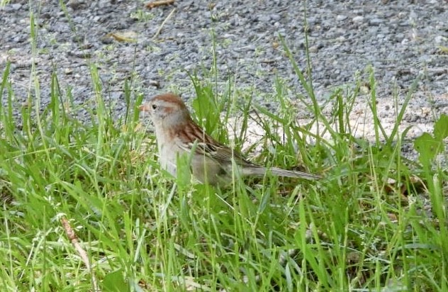 Field Sparrow - ML620145916