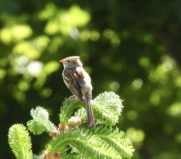 Field Sparrow - ML620145917