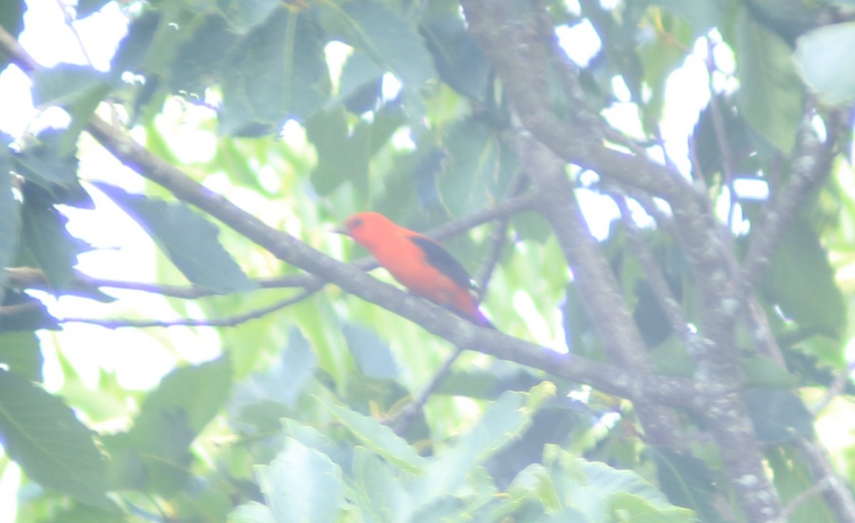 Scarlet Tanager - ML620145919