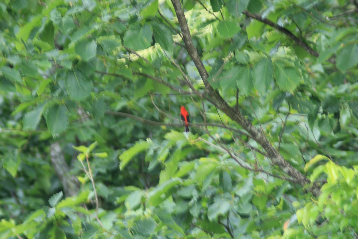 Scarlet Tanager - ML620145920
